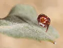 Stellar Gall Wasp - photo 3