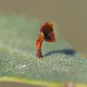 Stellar Gall Wasp - photo 4