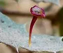 Stellar Gall Wasp - photo 5