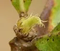 Andricus stropus