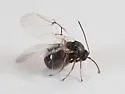 Andricus texanus