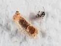 Andricus texanus - photo 2