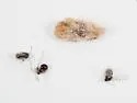 Andricus texanus - photo 3