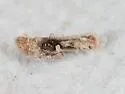 Andricus texanus - photo 4