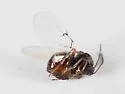 Andricus texanus - photo 5