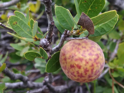Golden Oak Apple Wasp