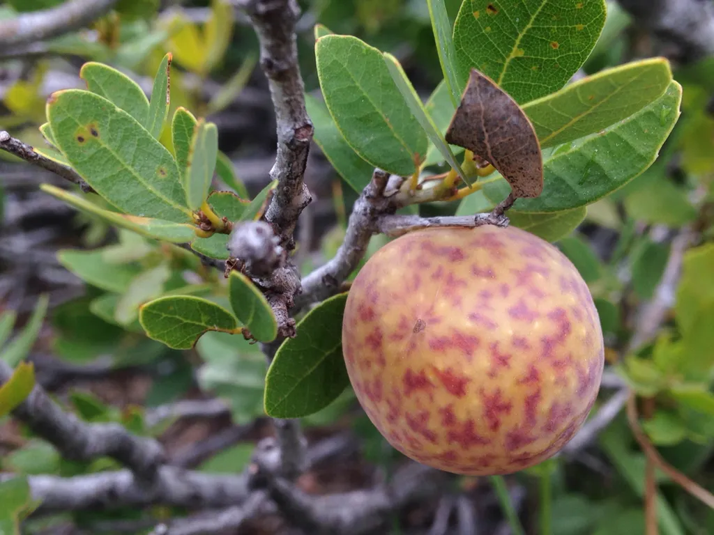 Golden Oak Apple Wasp - photo 2