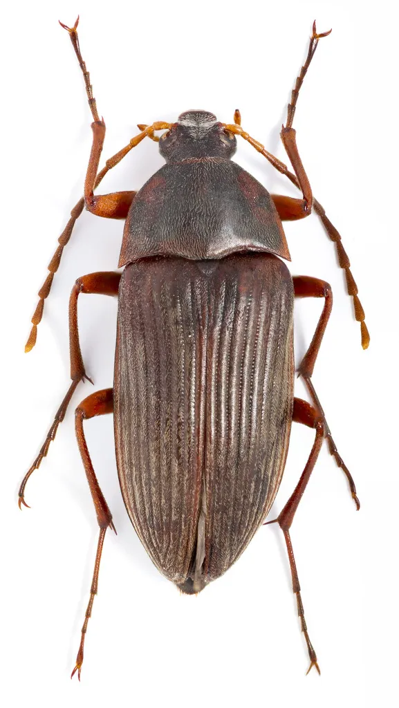 Androchirus erythropus - photo 2