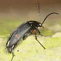 Androchirus femoralis
