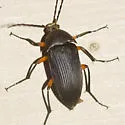 Androchirus femoralis - photo 2