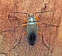 Androchirus femoralis - photo 3
