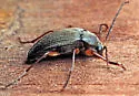 Androchirus femoralis - photo 4