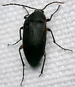 Androchirus femoralis - photo 5
