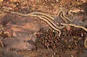 Cope's Noodle Millipede