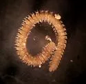 Cope's Noodle Millipede - photo 2