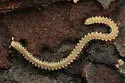 Cope's Noodle Millipede - photo 3