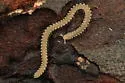 Cope's Noodle Millipede - photo 4