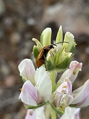 Androlyperus fulvus - photo 2