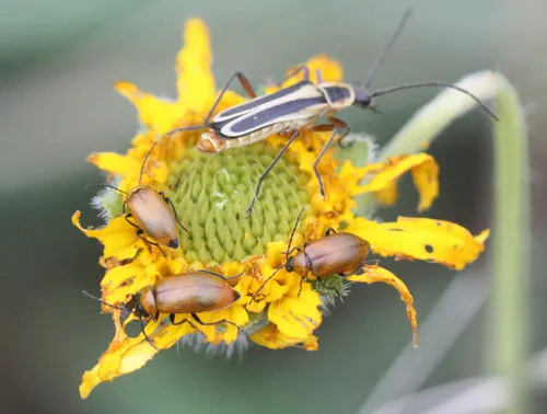 Androlyperus fulvus - photo 3