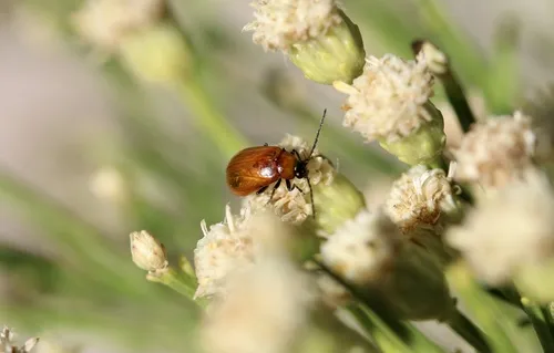 Androlyperus fulvus - photo 4