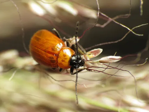 Androlyperus fulvus - photo 5
