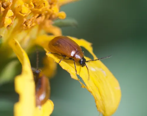 Androlyperus fulvus - photo 6