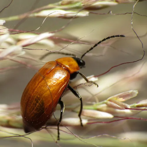 Androlyperus fulvus - photo 7