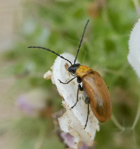 Androlyperus fulvus - photo 8