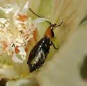 Androlyperus incisus