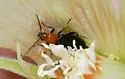 Androlyperus incisus - photo 2