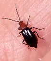 Androlyperus incisus - photo 3