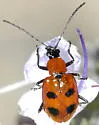 Androlyperus maculatus