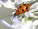 Androlyperus maculatus - photo 2