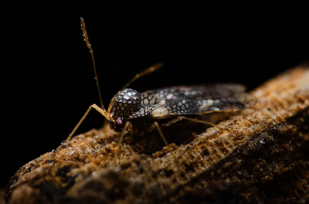 Andromeda Lacebug - photo 2