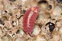 Androniscus dentiger