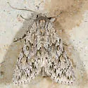 Andropolia aedon - Hodges#9570