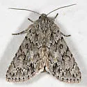 Andropolia aedon - Hodges#9570 - photo 2