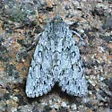 Andropolia aedon - Hodges#9570 - photo 3
