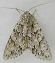 Andropolia aedon - Hodges#9570 - photo 4