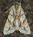 Andropolia aedon - Hodges#9570 - photo 5
