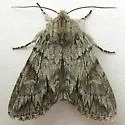 Andropolia diversilineata - Hodges#9563