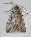 Andropolia diversilineata - Hodges#9563 - photo 3