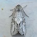 Andropolia diversilineata - Hodges#9563 - photo 4