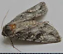 Andropolia diversilineata - Hodges#9563 - photo 5