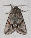 Andropolia theodori - Hodges#9571