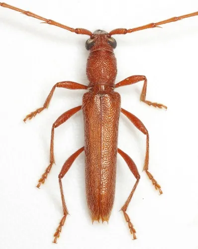 Aneflomorpha aculeata - photo 2