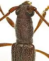 Aneflomorpha cazieri