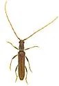 Aneflomorpha cazieri - photo 3
