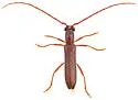 Aneflomorpha cazieri - photo 4