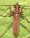 Aneflomorpha fisheri